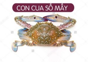 Nằm mơ thấy con cua đánh đề con gì, số mấy ?