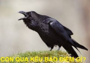 Quạ kêu báo điềm gì? hên hay xui? Đánh đề số mấy? Ra Con gì?